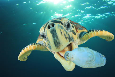 Underwater image of a sea turtle interacting with a plastic bottle, highlighting the issue of ocean pollution and its impact on marine wildlife.
